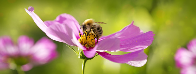 Bee on Cosmea flowers.