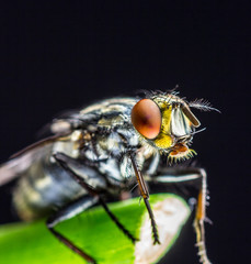 Mosca doméstica.