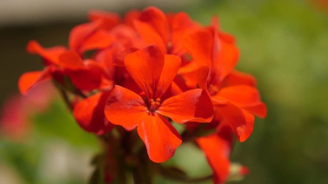 Garden red Geranium tiny flower blossom on the sun 4K 2160p 30fps UltraHD footage - Cranesbills beautiful plant in natural environment close-up 3840X2160 UHD video 
