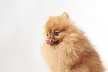 Fototapeta na wymiar pomeranian dog sitting and lick