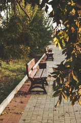 Benches in autumn city park