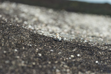 Snow Bunting catch light