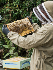 Beekeeper inspecting health of bees
