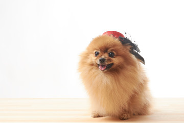 Fototapeta na wymiar pomeranian dog with red hat sitting on wooden table