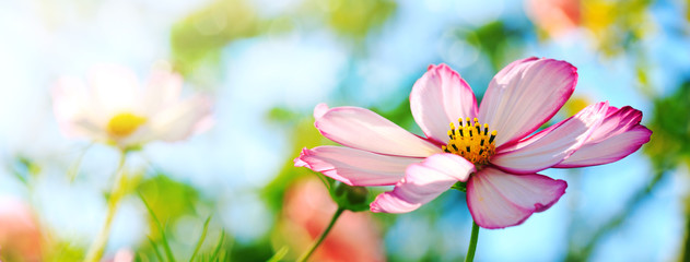 Macro Shot of white Cosmos flower.