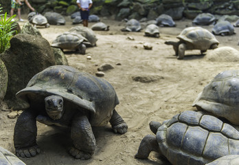 wild large turtles on seychelles