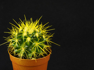 cactus in a pot on a black background