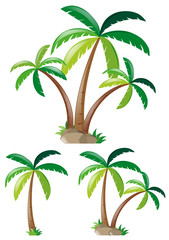 Different shapes of coconut trees