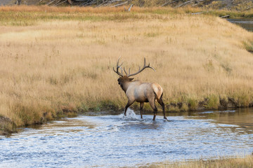 Bull Elk in Stream in the Rut