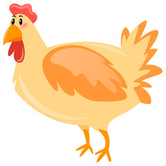 Cute chicken on white background