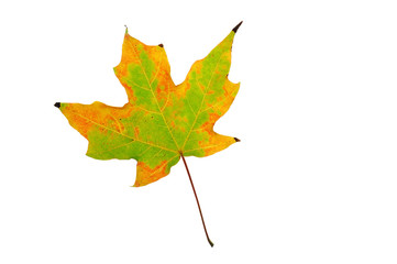 autumn maple leaf isolated on white background