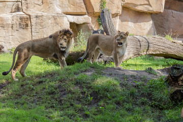 Lions