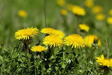 Bright yellow dandelions in green grass close up - spring and blossom