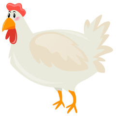 Chicken with white feather