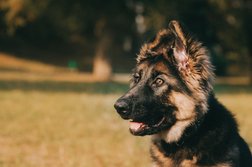 German shepherd puppy