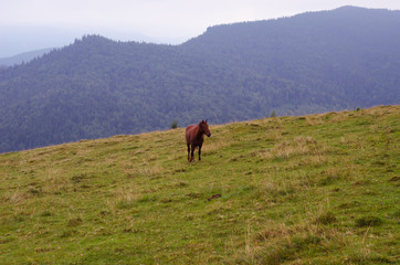 Fototapeta na wymiar Brown horse grazing on a pasture in a mountain meadow.