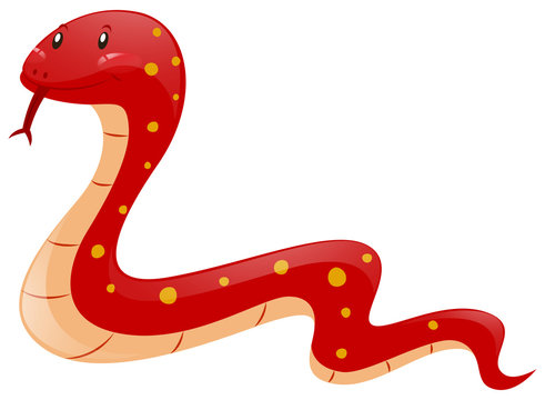 Red snake on white background