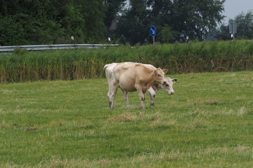 Cow