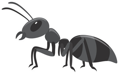 Black ant on white background