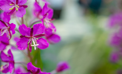 Background with purple flowers.