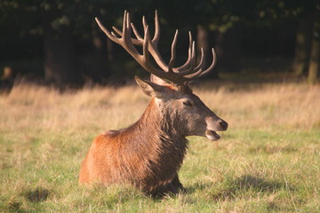 Naklejka na ściany i meble Stag deer male with antlers