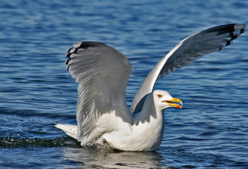 Fototapeta na wymiar Seagull floating on water