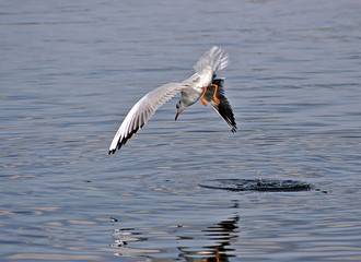 Seagull hunting for food