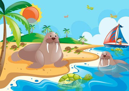 Walrus and turtle in the ocean