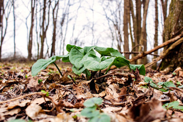 Green spring tree bud growing in forest