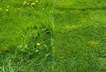 Detail of half of green grass mowed.