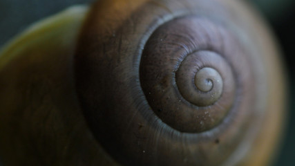 Schneckenhaus perfekt