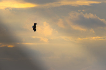 Fototapeta na wymiar White tailed eagle