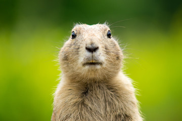 Prairie dog hypnosis