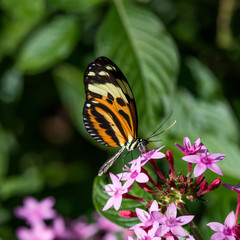 Obraz premium Butterfly Longwing, Isabella's (Eueides isabella) on pink blossom