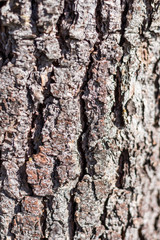 Tree texture 