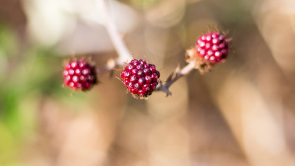 Red Berries