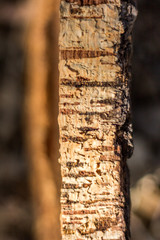 Cork tree