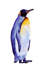 watercolor illustration Penguin