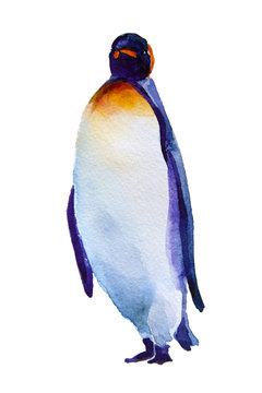 watercolor illustration Penguin