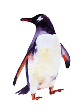 watercolor illustration Penguin