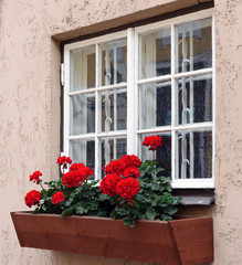Red flowers in  flowerpot near white window