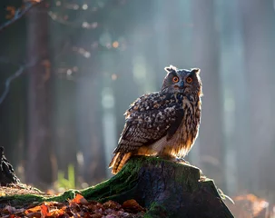 Peel and stick wall murals Eurasian Eagle Owl (Bubo Bubo) sitting on the stump, close-up, wildlife photo.