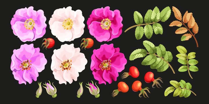 Set of sweet briar