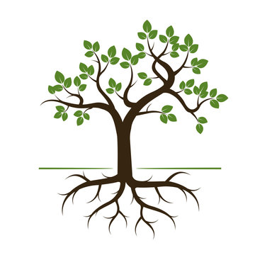 Shape of Tree with Green Leafs and Roots. Vector Illustration.