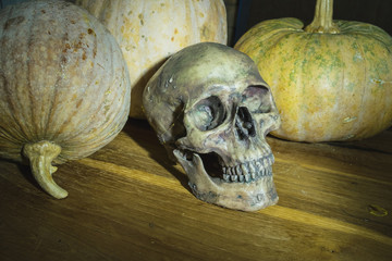 Still Life with skull and Pumpkin