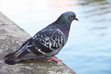 Pigeon