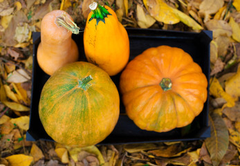 Diverse assortment of pumpkins on a wooden background. Autumn ha