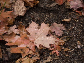 Wet leaf