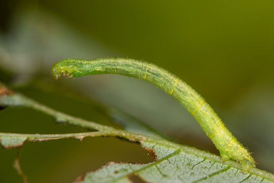 Currant pug (Eupithecia assimilata) moth caterpillar. Larva of moth in the family Geometridae, known as a looper caterpillar, feeding on hop (Humulus lupulus)