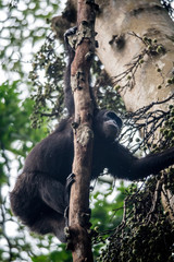 Kibale National Forest